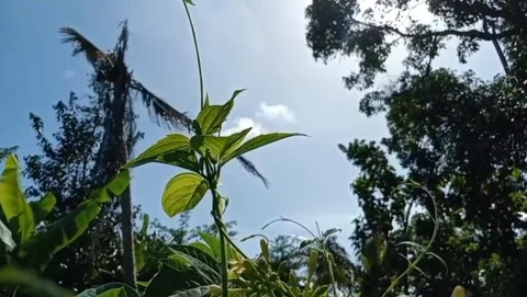 The view of lush green leaves blends in with the surrounding nature. Stock Footage 325204705