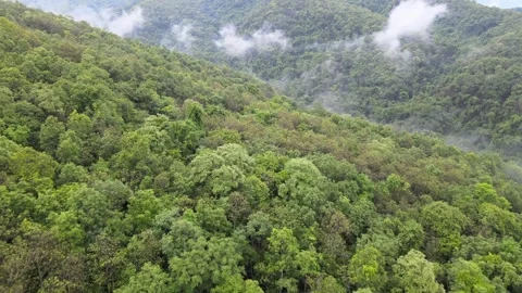 View of lush green mountain range covered in morning mist and fog Stock Footage 308230780