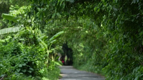 View of a lush green pathway through dense tropical trees, Bangladesh. Video stock 334953501