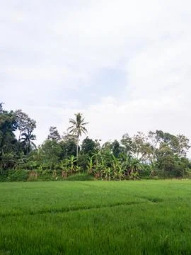 A View Of Lush Green Rice Fields And A Variety Of Tropical Trees Stock Photos
