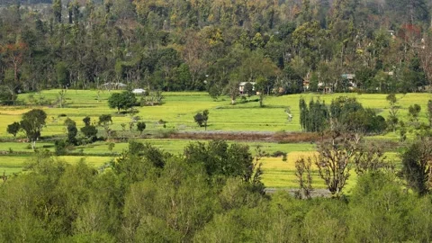 View of lush green terraced fields and dense forest, Nepal. Vídeos de archivo 335604115