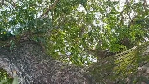 A view of lush green trees with a blue sky. Stock Footage 327529989