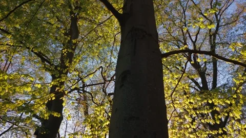 View of lush green trees in a forest in Sweden. Video stock 343683692