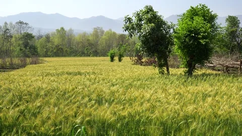 View of a lush green wheat field in Nepal. Vídeos de archivo 335602588
