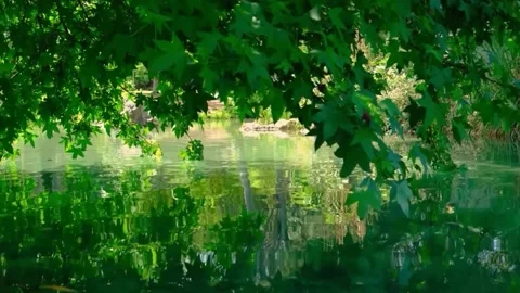 The view of the lush leaves Stock Footage 234730587