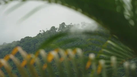 View of a lush, mist-covered mountain slope framed by out-of-focus tropical Видео 336055989