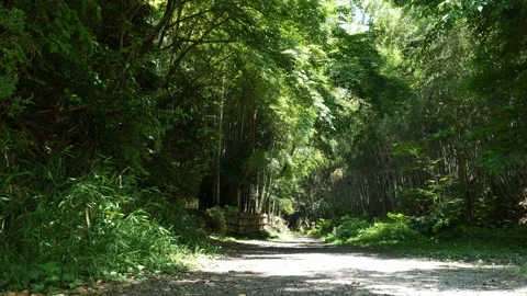 A view of a lush mountain forest Video stock 131706793