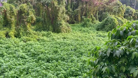 View of a lush, overgrown area with trees completely covered in green vines. Vídeo Stock 320503453