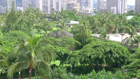 View of lush palm trees and cityscape in Honolulu, Hawaii, USA in 4K slow m.. Stock Footage 280340614