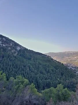 View of a lush pine forest captures nature’s strength Stock Photos