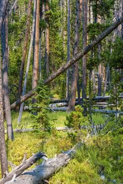 View of lush pine forest in Yellowstone Stock Photos