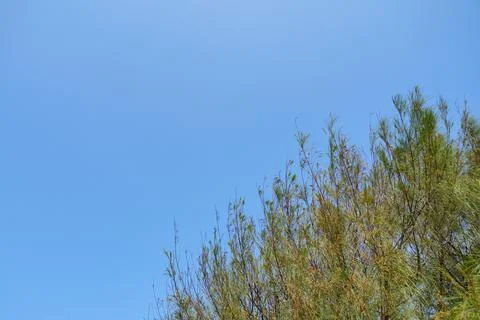 View of lush pine tree tops and branches pointing toward a clear blue sky. Stock-Fotos