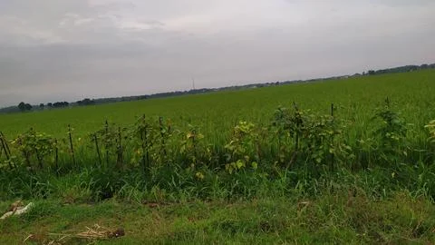 The view of the lush rice fields 스톡 사진