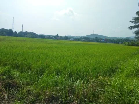 View of lush rice fields Stock Photos