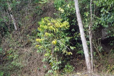 View of a lush tropical rainforest with dense green vegetation and tall trees Stock Photos
