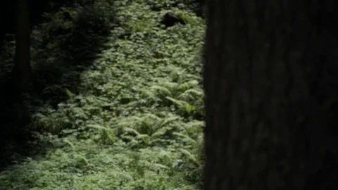 View of the luxuriant forest Stock Footage 128407532