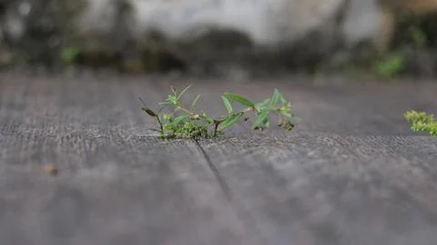 View macro about small grass 写真素材