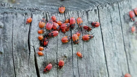 View macro insect in wildlife. Stock Footage 270937253