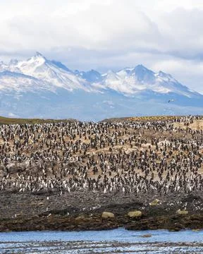 View of Magellan penguins on the rocks along the coast in Ushuaia, Tierra del Stock Photos