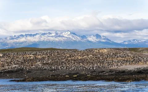 View of Magellan penguins on the rocks along the coast in Ushuaia, Tierra del Stock Photos