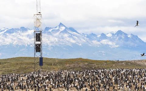 View of Magellan penguins on the rocks along the coast in Ushuaia, Tierra del Stock Photos