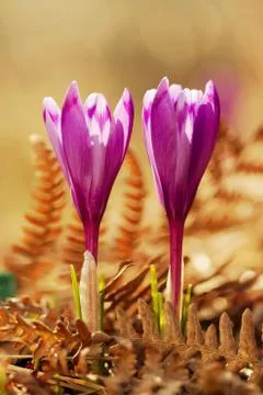 View of magic blooming spring flowers crocus growing from old dry fern Stock Photos