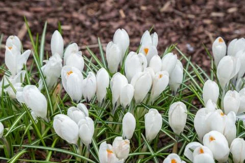 View of magic blooming spring flowers crocus growing in wildlife. Stock Photos