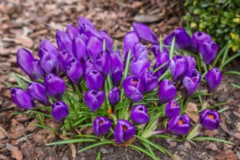 View of magic blooming spring flowers crocus growing in wildlife. Stock Photos