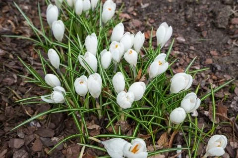 View of magic blooming spring flowers crocus growing in wildlife. Stock Photos