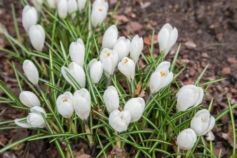 View of magic blooming spring flowers crocus growing in wildlife. Stock Photos