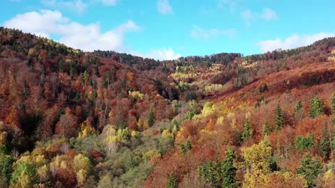 View of a magical autumn in the forest 库存影片 142737288