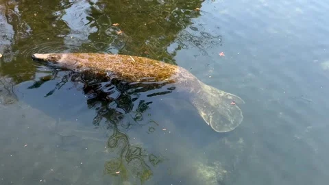 View of a magnificent Manatee swing in the clam springs of florida 스톡 동영상 276555488