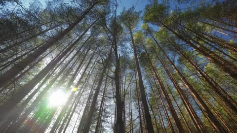 View of Majestic Forest Trees Framed Against a Clear and Bright Blue Sky Stock Footage 310385875