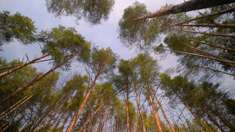 View of Majestic Forest Trees Framed Against a Clear and Bright Blue Sky Stock Footage 310386057