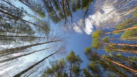 View of Majestic Forest Trees Framed Against a Clear and Bright Blue Sky Stock Footage 310386472