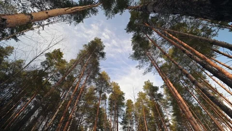 View of Majestic Forest Trees Framed Against a Clear and Bright Blue Sky Stock Footage 310386775