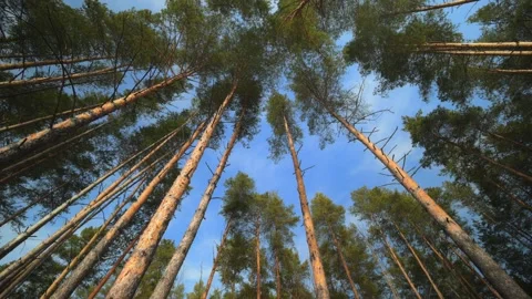 View of Majestic Forest Trees Framed Against a Clear and Bright Blue Sky Stock Footage 315402603