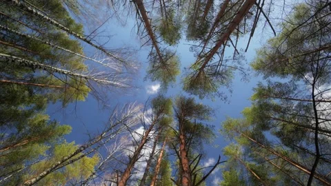 View of Majestic Forest Trees Framed Against a Clear and Bright Blue Sky Stock Footage 315402736