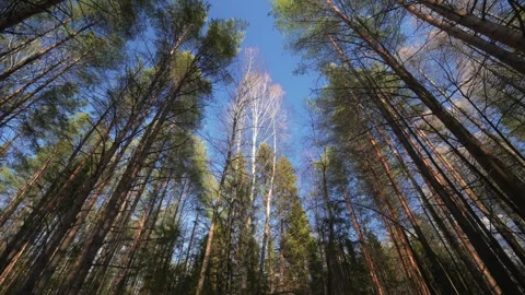 View of Majestic Forest Trees Framed Against a Clear and Bright Blue Sky Stock Footage 315402807