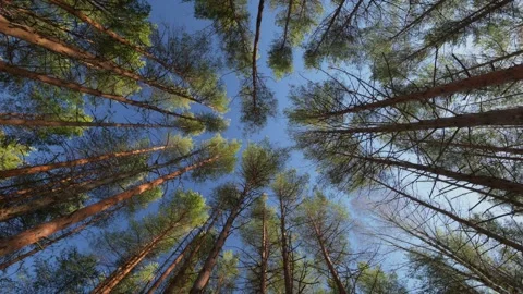 View of Majestic Forest Trees Framed Against a Clear and Bright Blue Sky Stock Footage 315402952