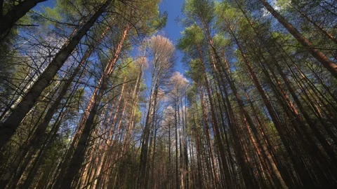View of Majestic Forest Trees Framed Against a Clear and Bright Blue Sky Stock Footage 315402980