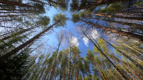 View of Majestic Forest Trees Framed Against a Clear and Bright Blue Sky Stock Footage 315403063