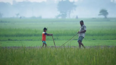 View of a man and boy working in a green field, Bangladesh. Video stock 334964396