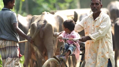 View of a man and child on a bicycle with water buffalo, Bangladesh. Video stock 335584413