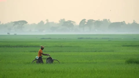 View of a man with a bicycle in a green field, Bangladesh. Stock Footage 334979566