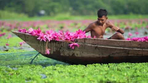 View of a man in a boat filled with pink water lilies, Bangladesh. Video stock 335003864
