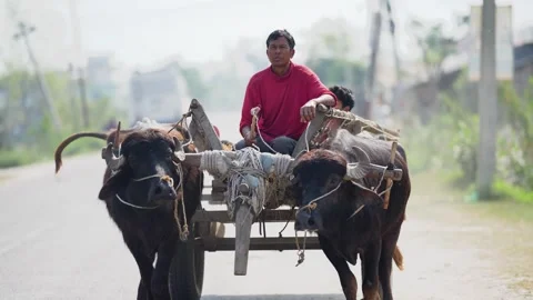 View of a man on a buffalo cart on a road in Dhangadhi, Nepal. Video stock 335477232