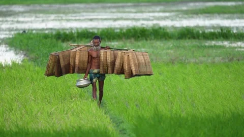 View of a man carrying bamboo fish traps in Bogura, Bangladesh. Video stock 334974781