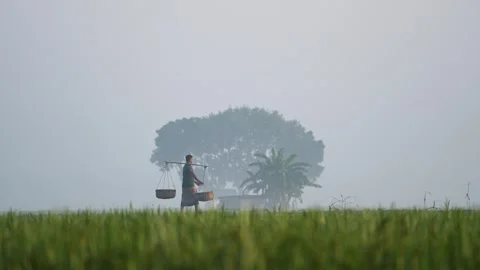 View of a man carrying baskets in a misty field, Bangladesh. Video stock 335588250