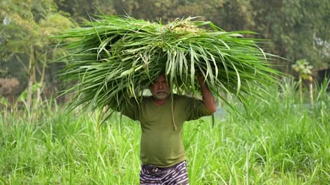 View of a man carrying a bundle of grass on his head, Bangladesh. 動画素材 334986427